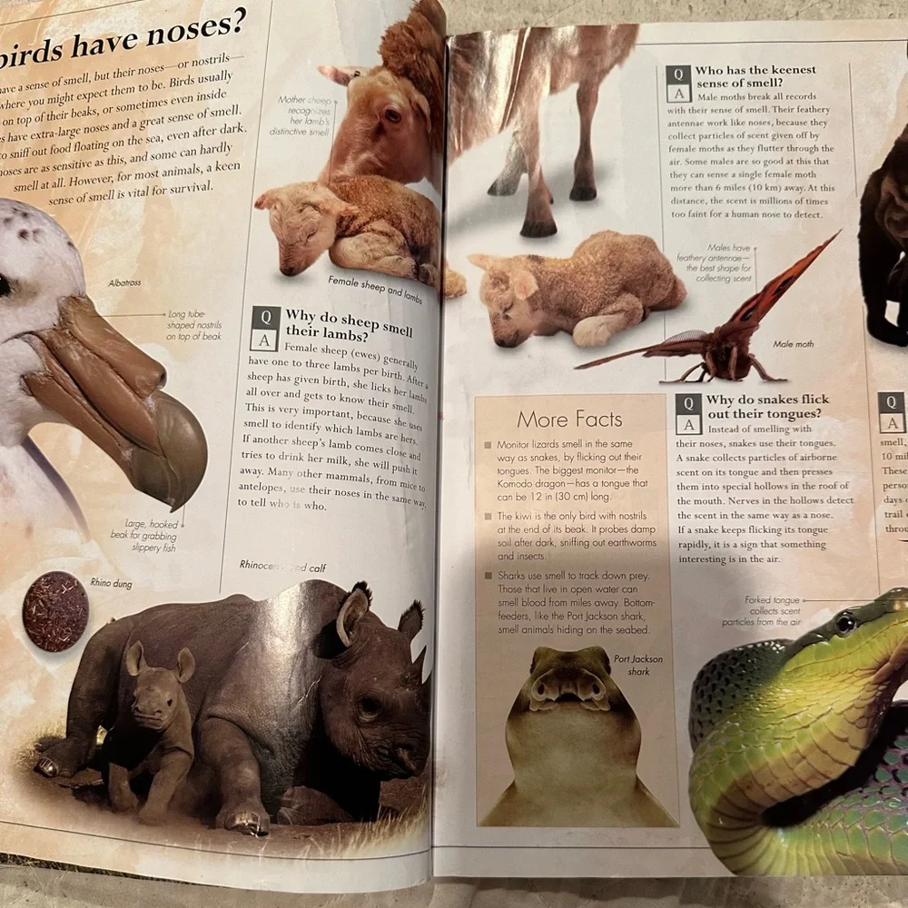 Amazing Animals Q&A- everything you never knew about the animal kingdom - Picture 7 of 10